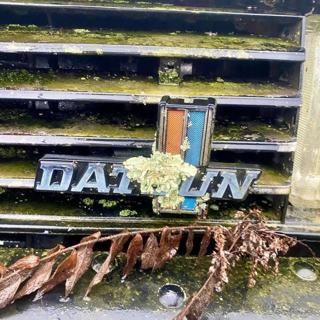 Close-up of a moss-covered Datsun car grille and emblem with dried leaves.